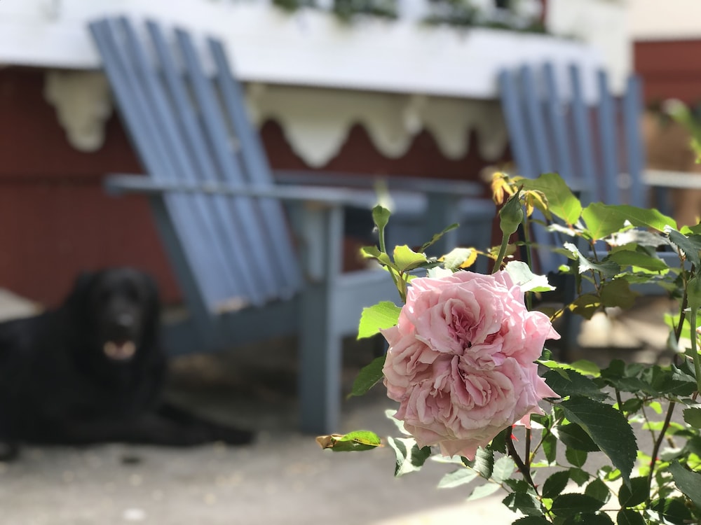The Village Motel