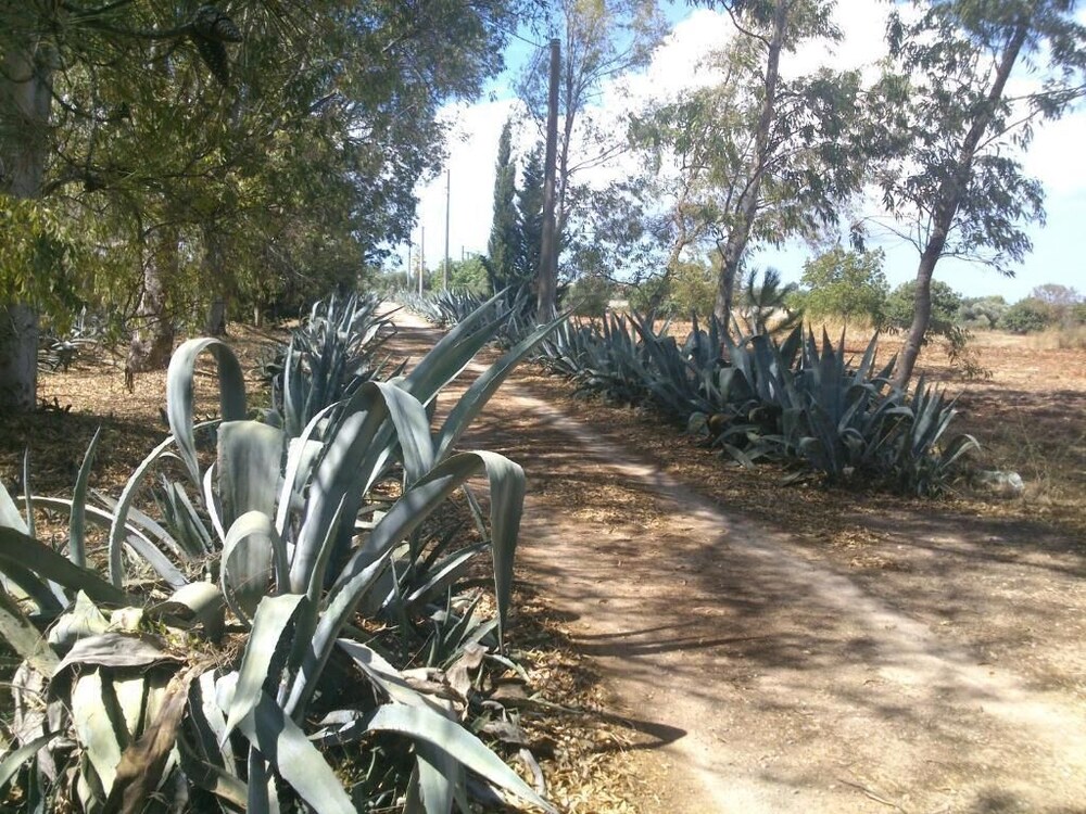 Masseria Frassaniti