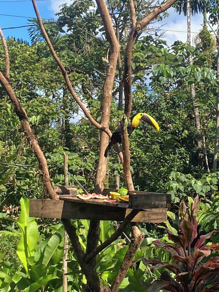 Family Home - Pura Vidaville