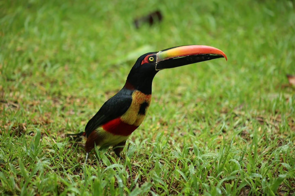 Jungle River Resort - Adults Only