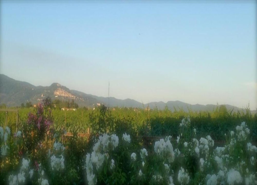 Villa in Tuscany With Pool Near Cortona