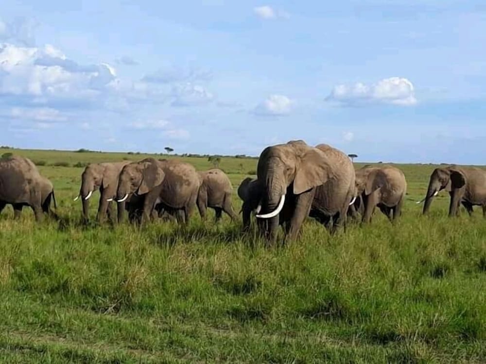 Semadep Safari Camp