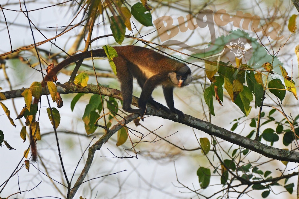 Bugoma Jungle Lodge