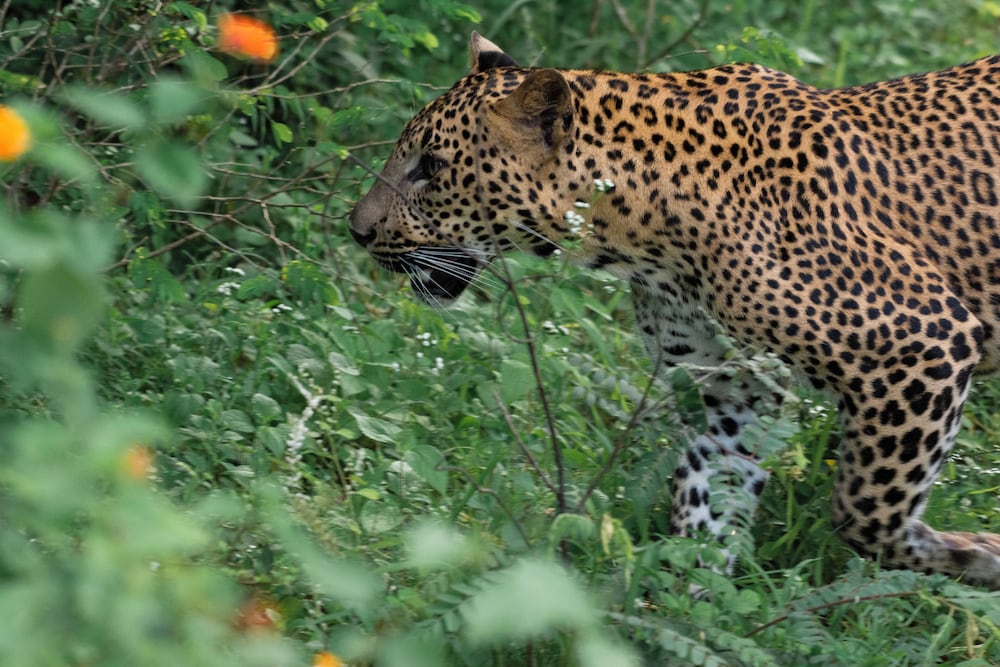 Funky Leopard Safari Lodge Bordering Yala National Park - Hostel