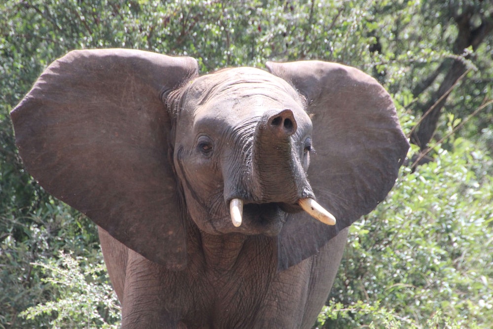 Baluleni Safari Lodge