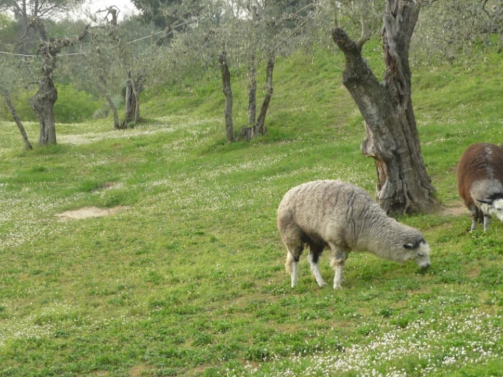 Farmhouse in Tuscany With Pool & Near Pisa view 5