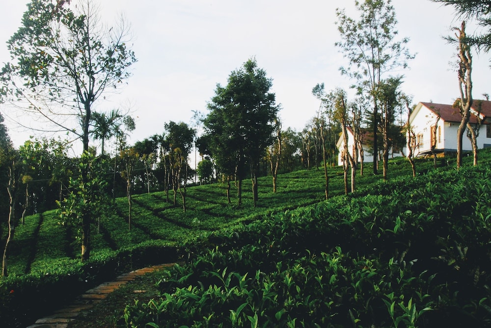 Tea Terrace Vythiri Resort