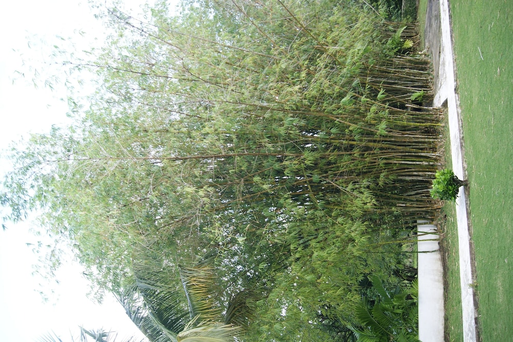 Photo 46