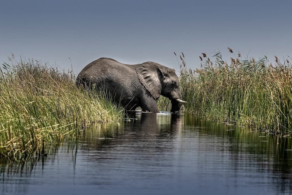 Khwai Mokoro Safaris and Campsites