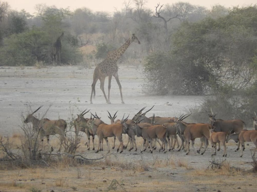Thobolo's Bush Lodge