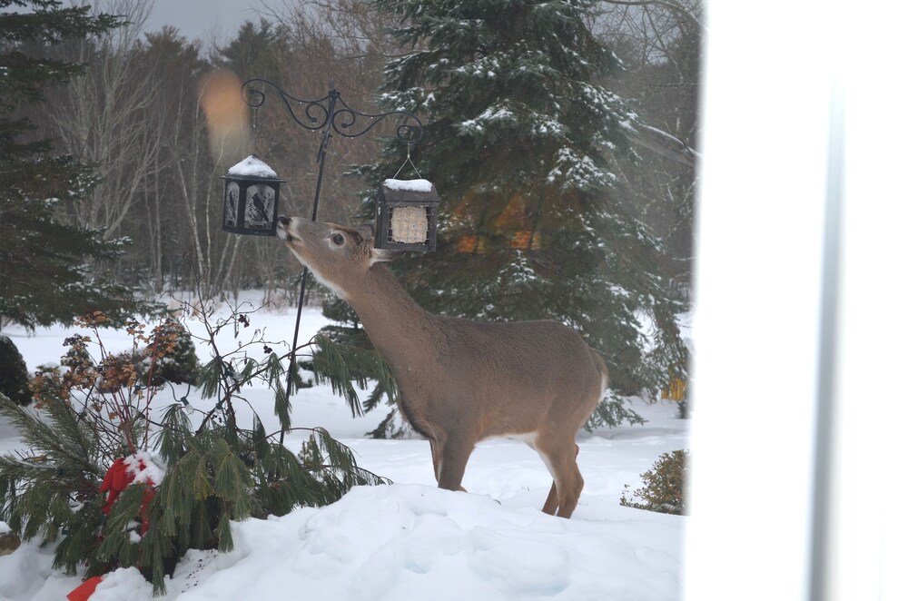 The Briarwood B&B