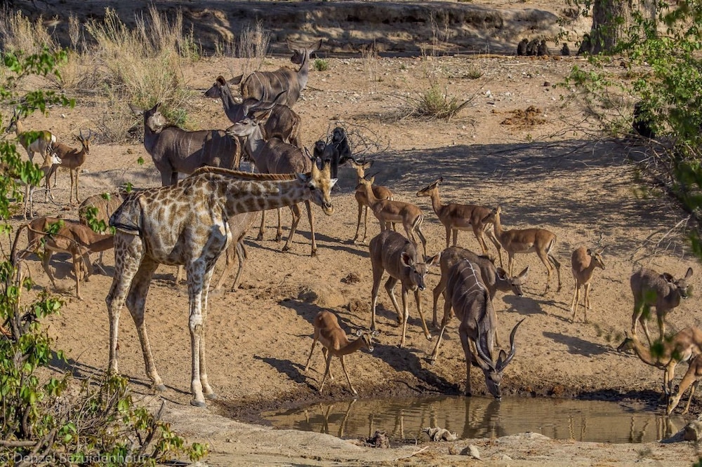 Hobatere Lodge