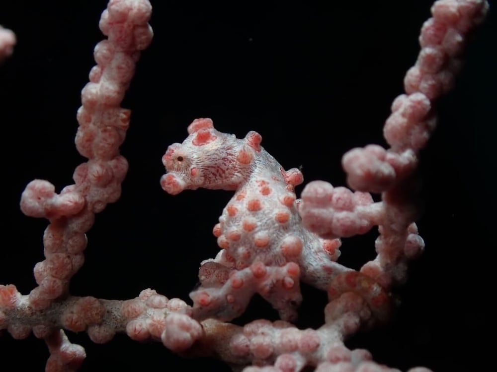 ANDAU DIVE RESORT - RAJA AMPAT