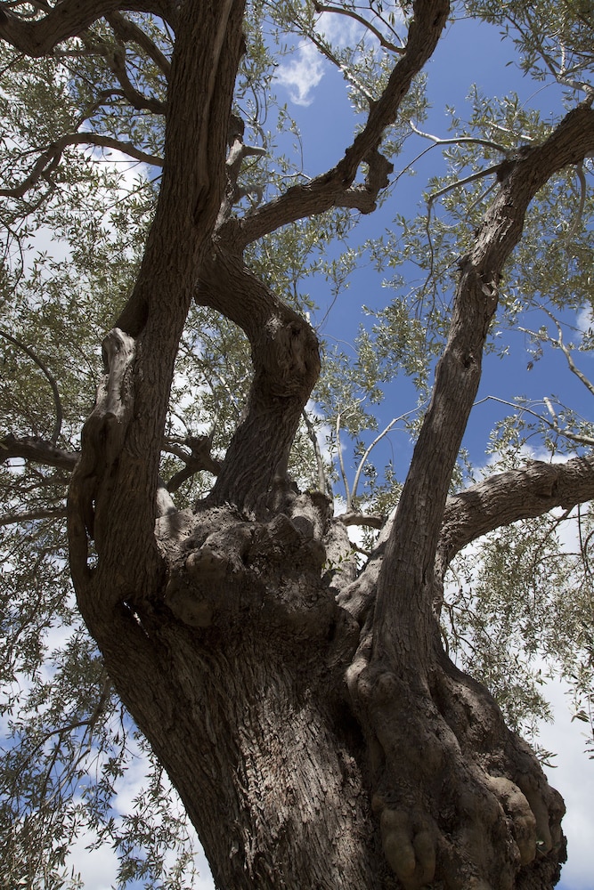 Camping Fiori di Noto