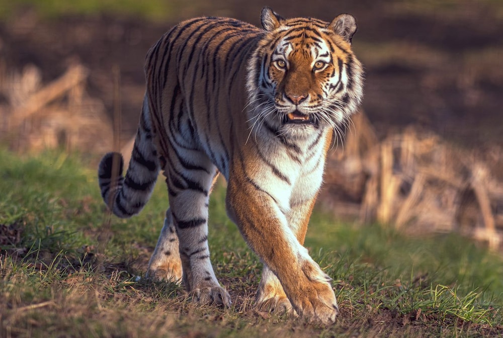 Doncaster Vacations - Hex Wildlife Hotel - Property Image 17