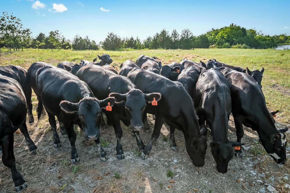 Stocked Fishing Ponds: Texas Getaway w/ Cows!