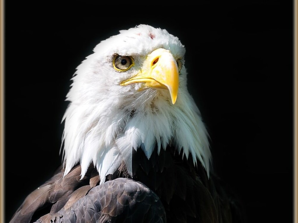 Falcons Nest