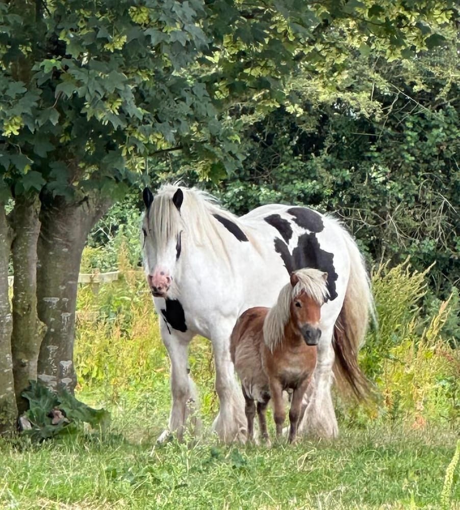 Brampton Dales Farm B&B