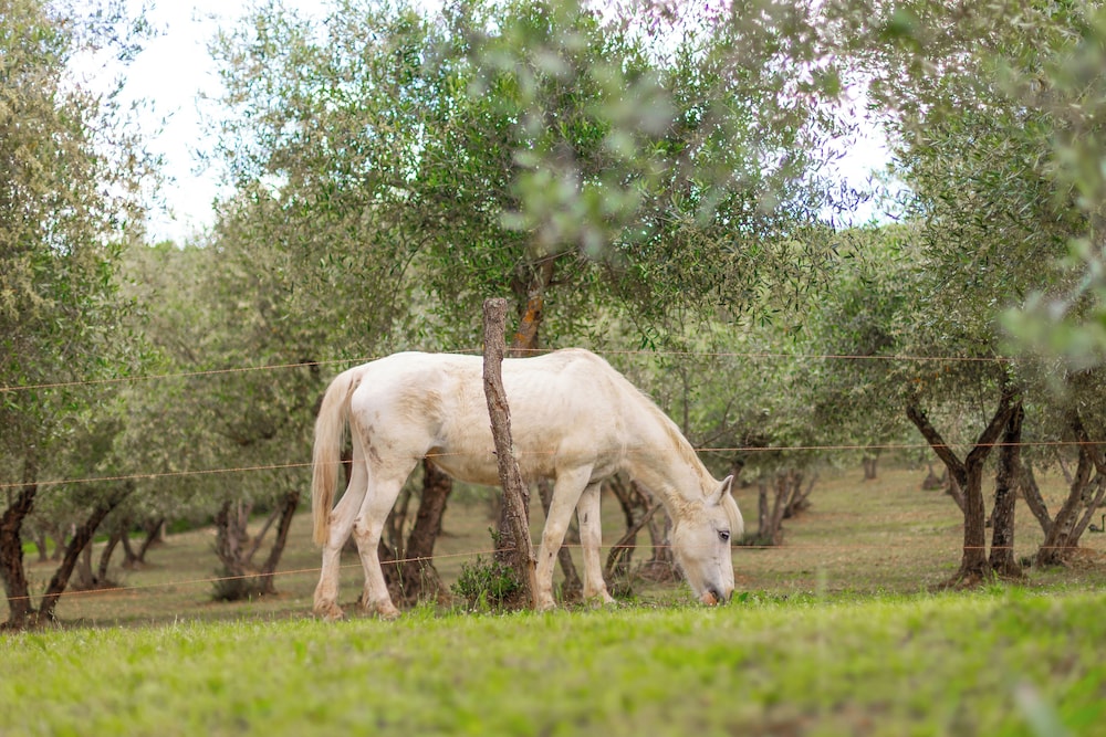 Agriturismo Montemagni di Sopra
