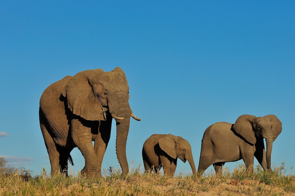 Inyati Game Lodge