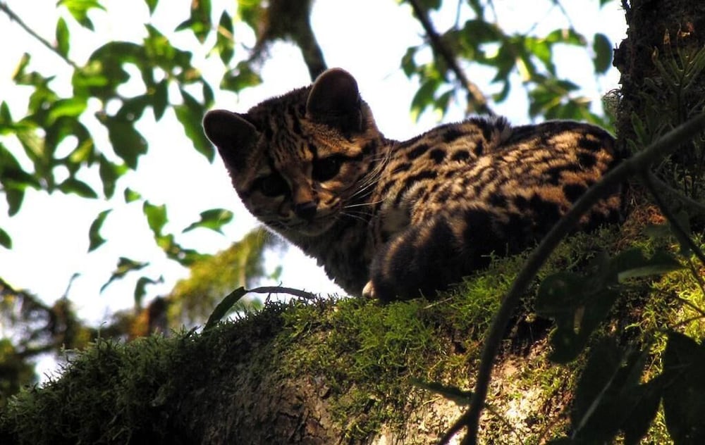 Margay - Reserva Natural y Lodge