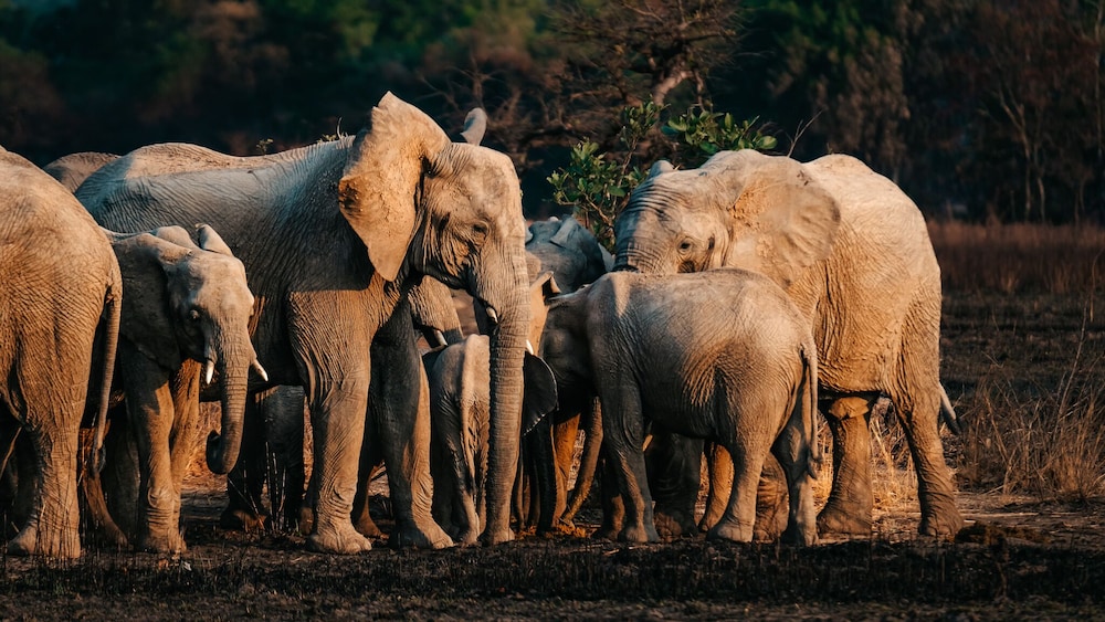 Mukambi Fig Tree Bush Camp – All Inclusive