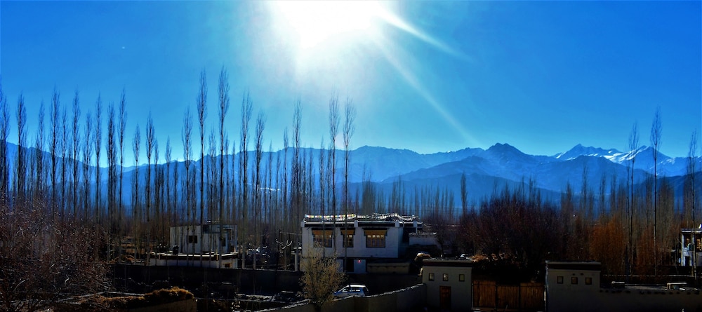 The Driftwood Ladakh