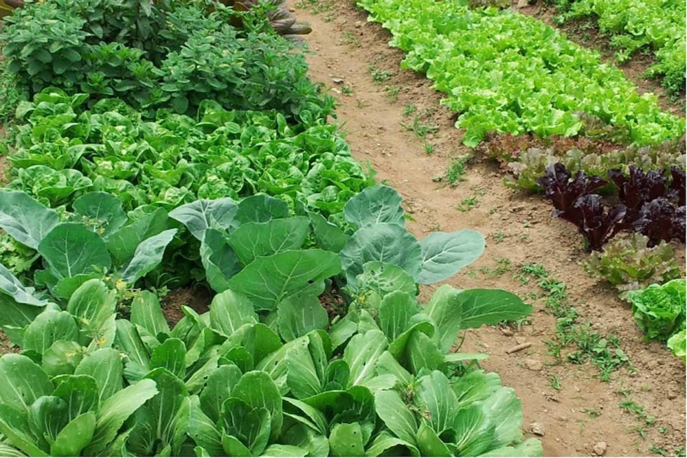 Gyeongju Raspberry Pension view 3