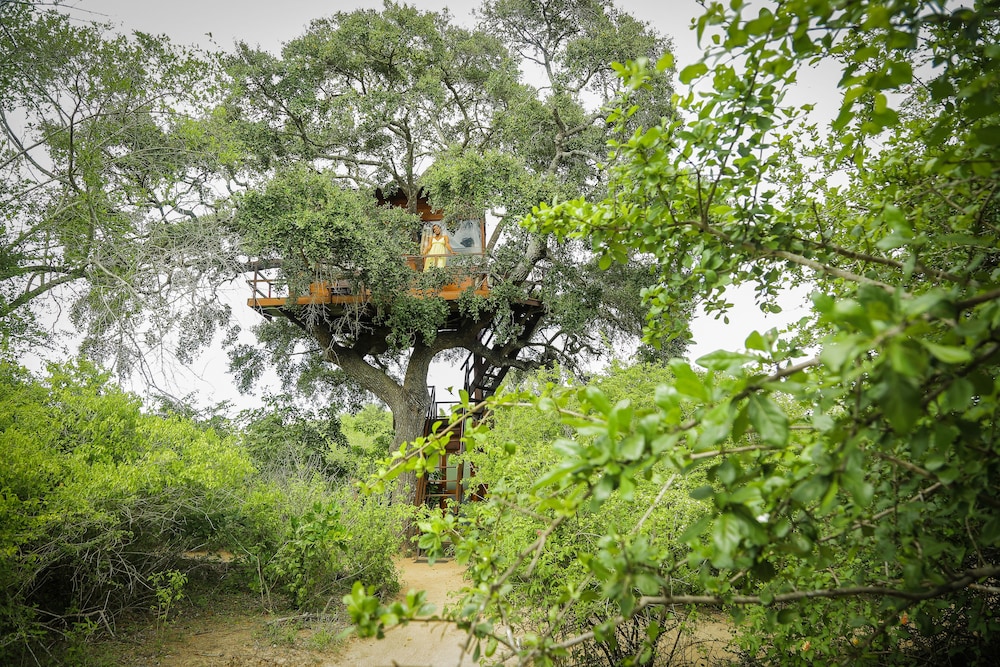 Leopard Nest in Yala