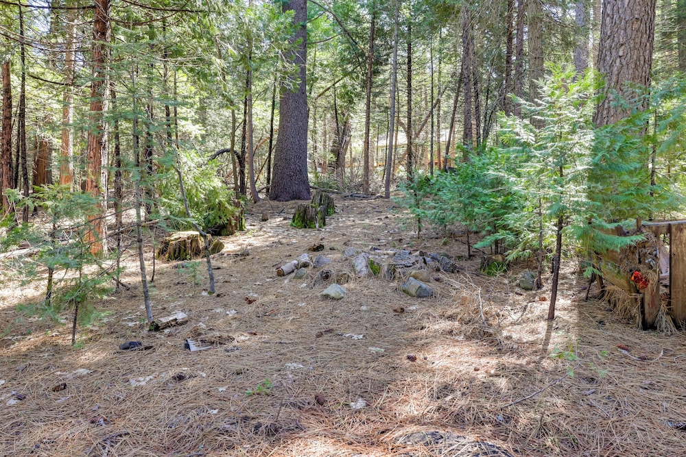 Stay Near Big Trees, Bring Your Pets: Arnold Cabin
