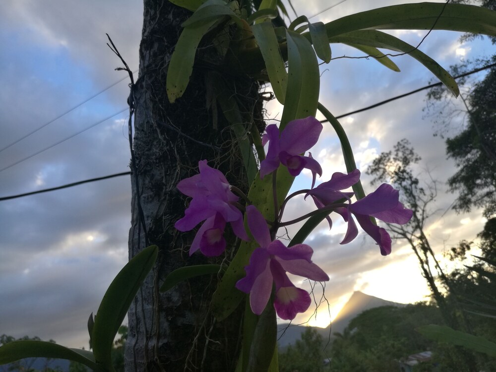 Cabinas Ecogarden Arenal