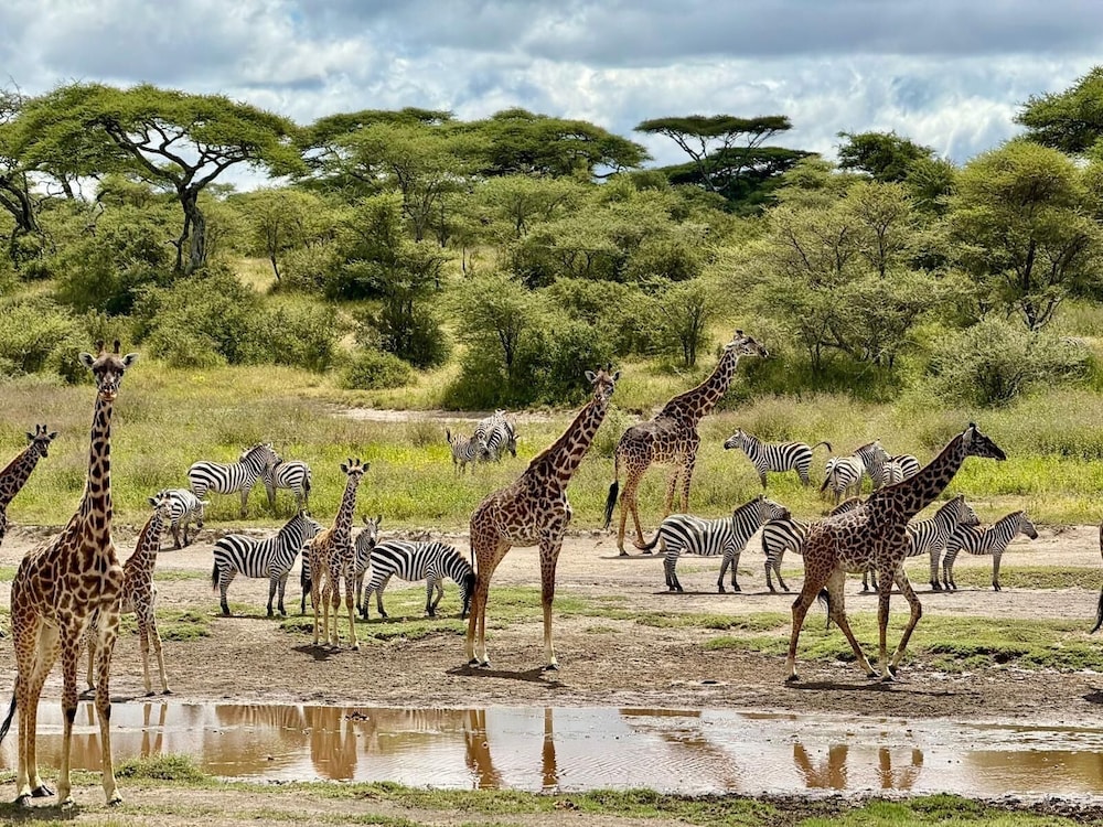 Moyoni Africa Lodge & Tours