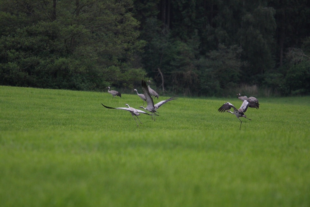 Ferienhaus am Garder See Inselblick