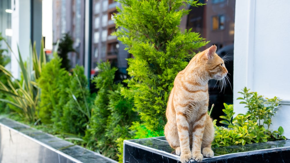 Grand Moon Otel - Image 75