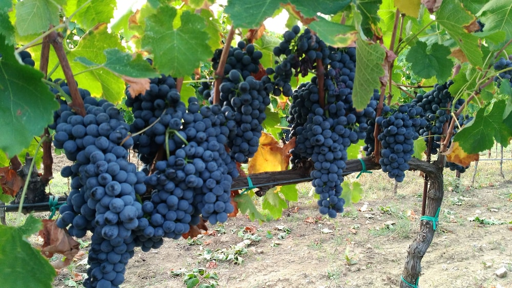 Agriturismo il Querciolo, Billede 39