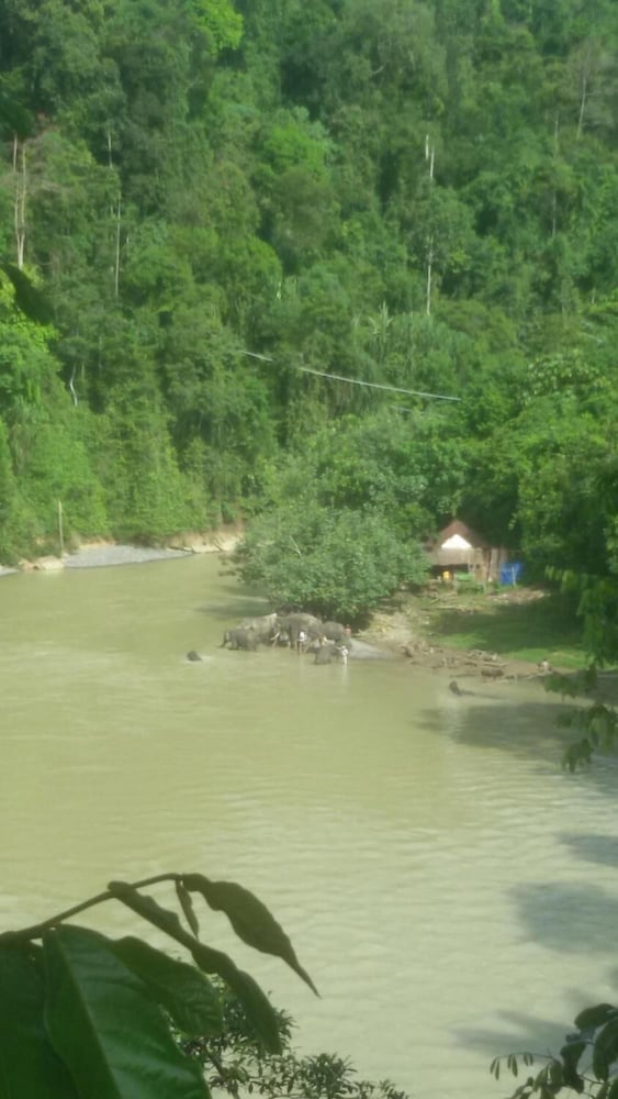Green Lodge Tangkahan
