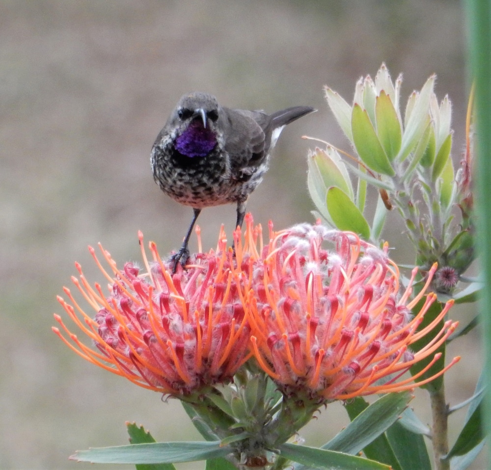 Photo 36
