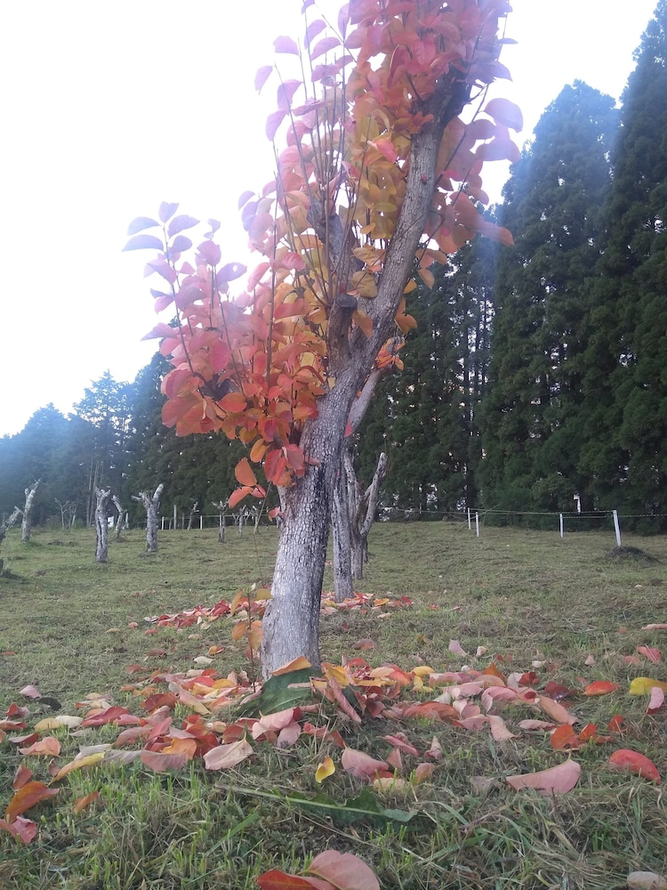 Photo 48