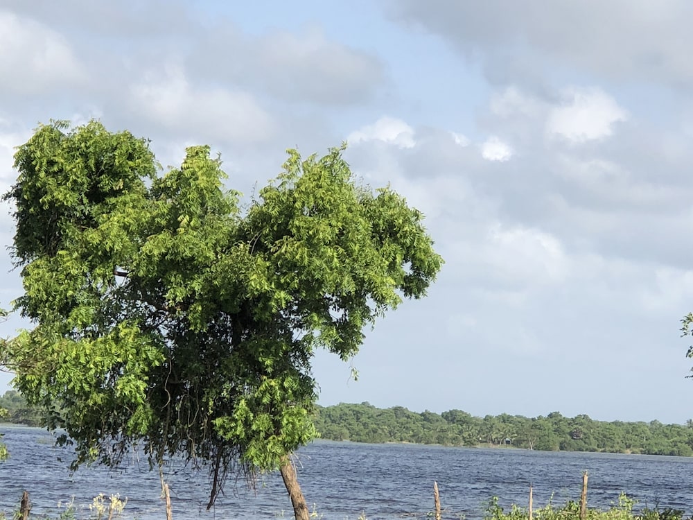 Captains Bird Safari Lodge