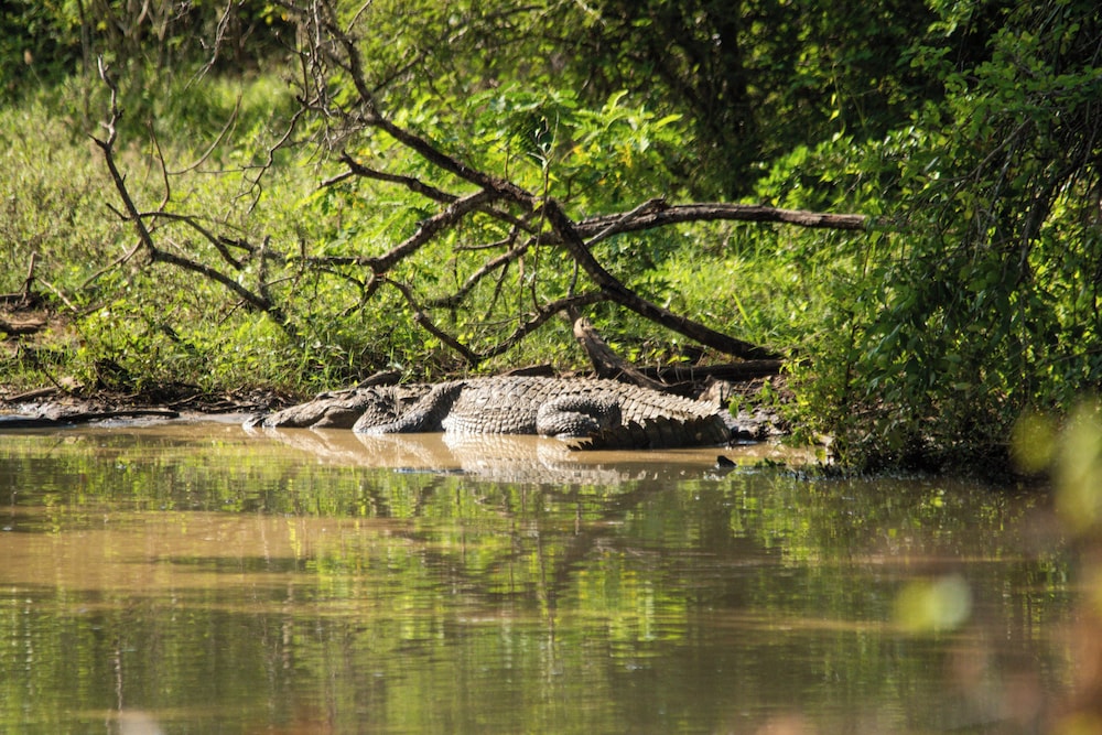 Jetwing Jungle Lodge, A Luxury Reserve