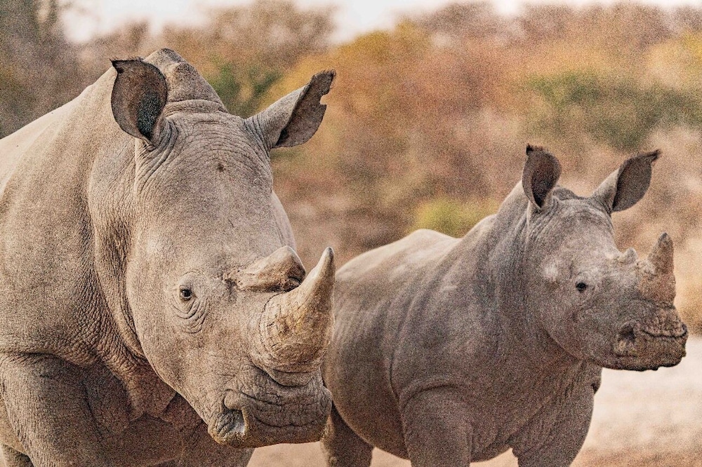 Grassland Safari Lodge