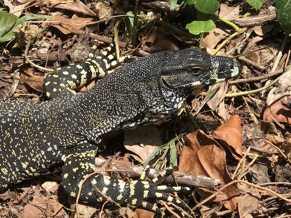 Daintree Crocodylus