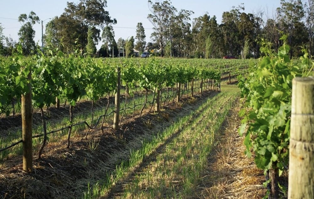 Renovated Cottage Aberdare Hunter Valley view 3