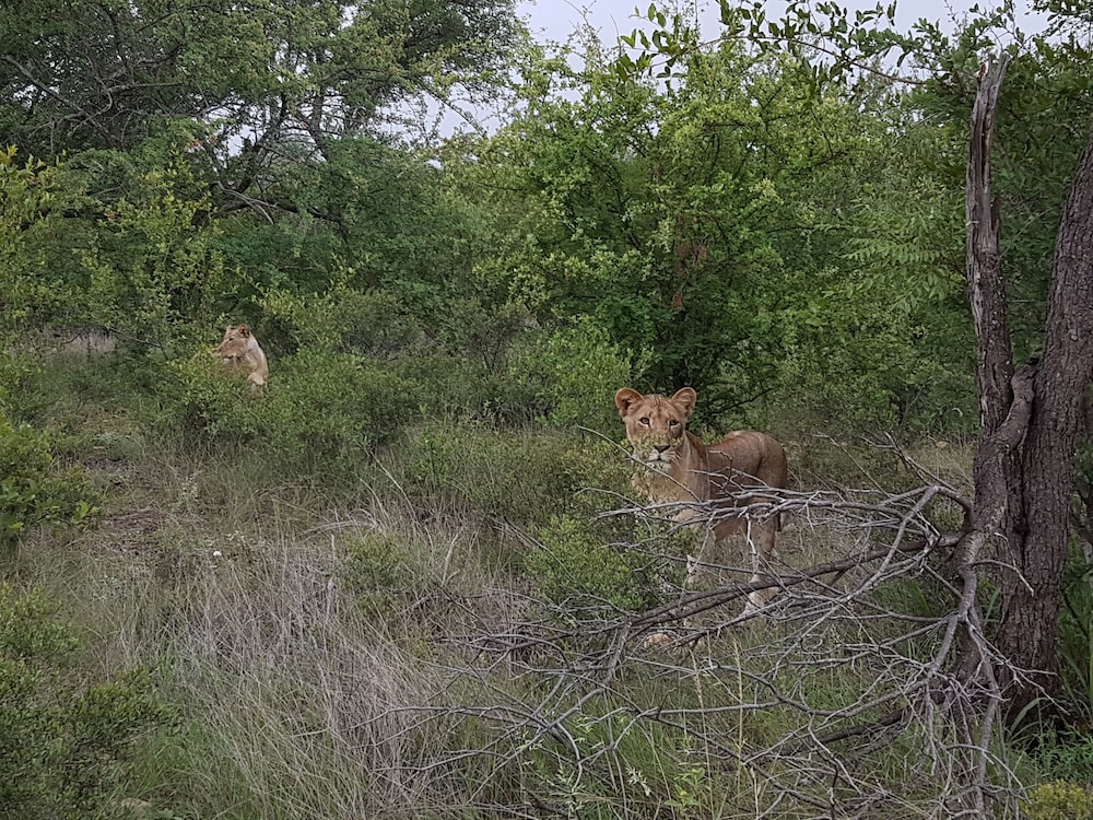Baluleni Safari Lodge