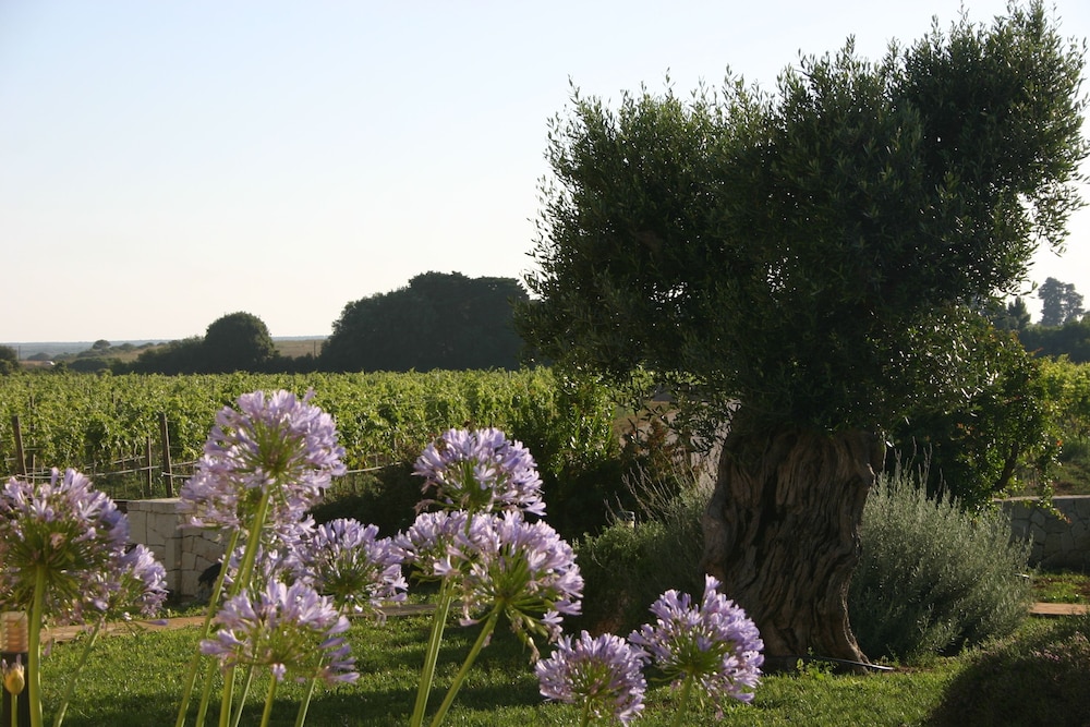 Tenuta Vigna Corallo