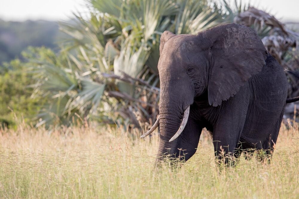 Royal Thonga Safari Lodge