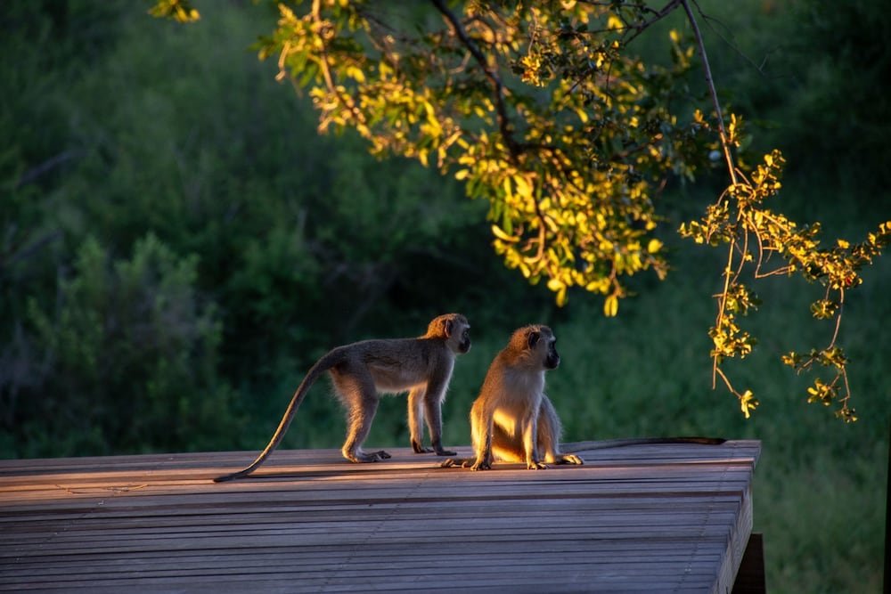 Garonga Safari Camp