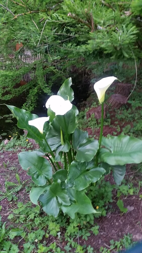 Photo 46