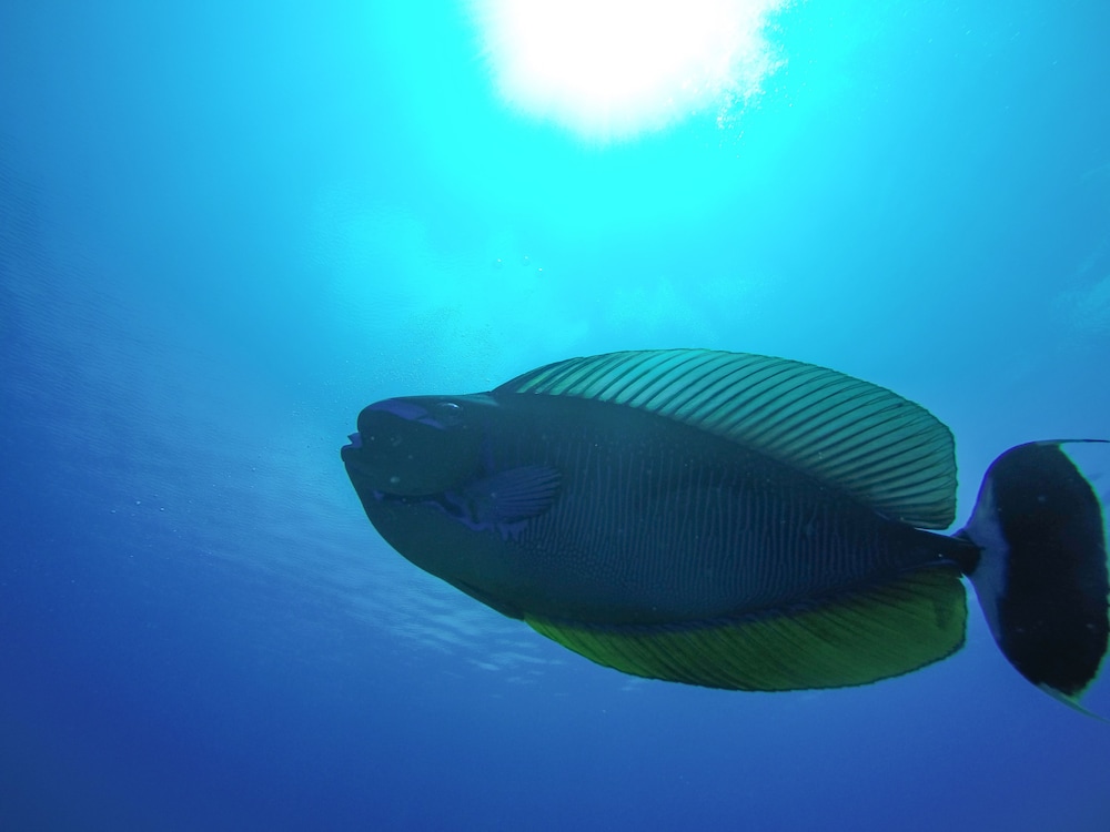 Rasdhoo Dive Lodge photo 4