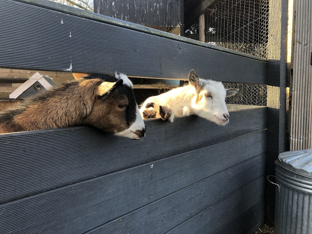 Willow Court Farm